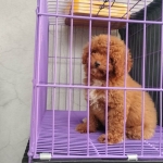 Toy Poodle Pure Breed (Male-10weeks old)