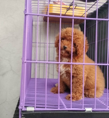 Toy Poodle Pure Breed (Male-10weeks old)