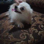 Pomeranian Puppy for SALE!!!! FEMALE With PCCI Paper on Hand!! Young adult…!!