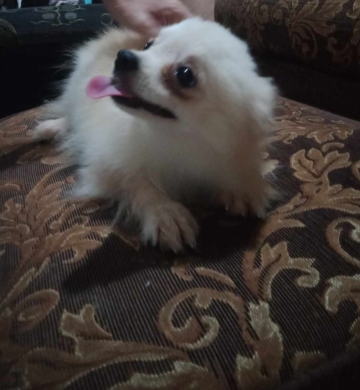 Pomeranian Puppy for SALE!!!! FEMALE With PCCI Paper on Hand!! Young adult…!!