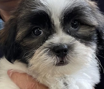 2 male cute shi tzu puppies for rehoming