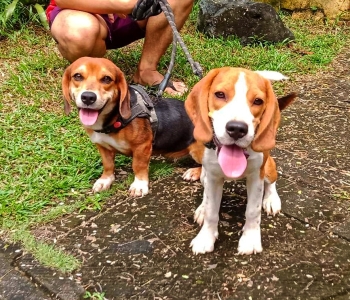 Beagle Duo Male and Female