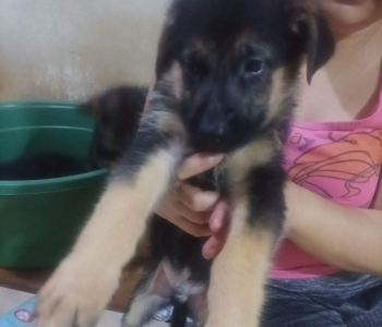 2months old gsd