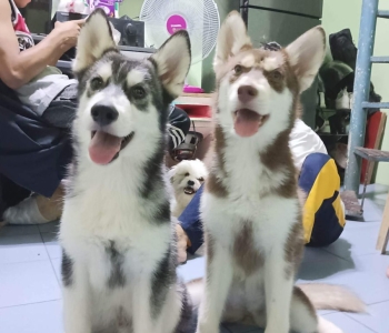2 PURE BREED SYBERIAN HUSKY FEMALE AND MALE