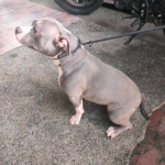 American Bully Papered