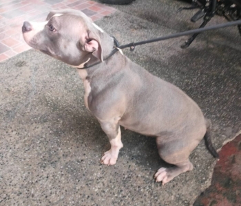 American Bully Papered