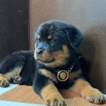 Rottweiler pups Viber:+63-945-413-6749