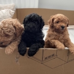 Purebred Toy Poodle puppies for sale.