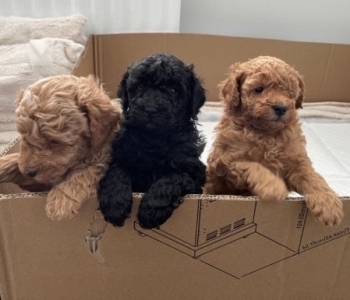 Purebred Toy Poodle puppies for sale.