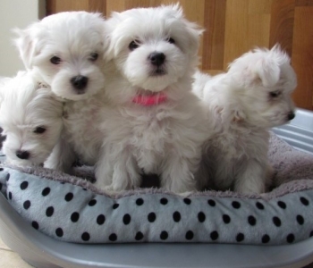 Beautiful toy size Maltese puppies