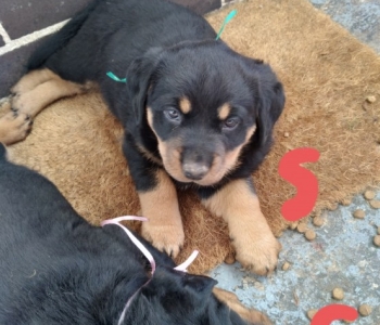 Rottweiler Puppies available