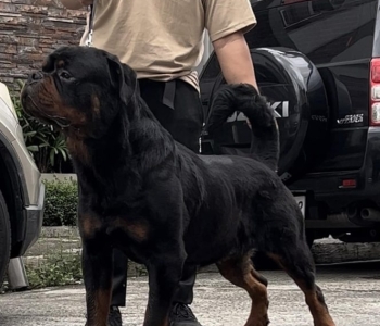 Rottweiler imported from Russia STUD