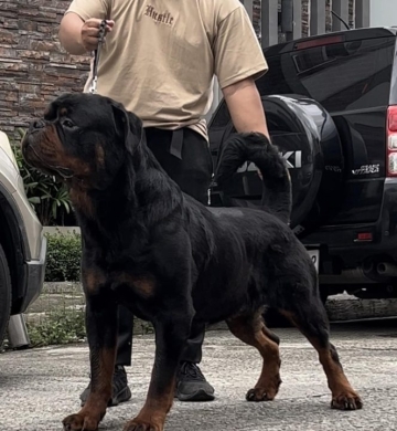 Rottweiler imported from Russia STUD
