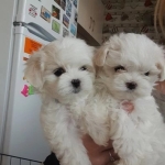 adopt maltese purebred puppies
