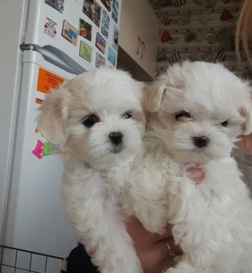 adopt maltese purebred puppies