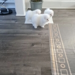 male and female poms ready for adoption