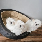 male and female maltese puppies