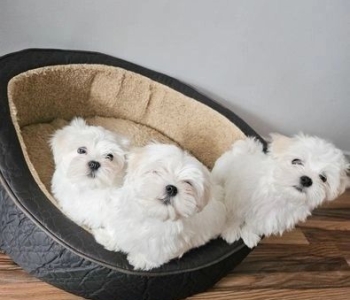 male and female maltese puppies