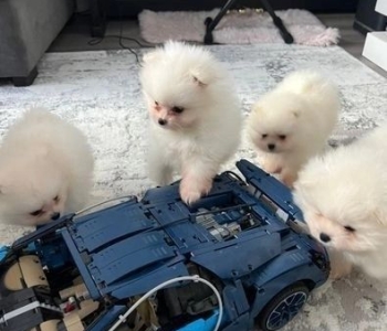 fluffy pomeranian puppies for adoption